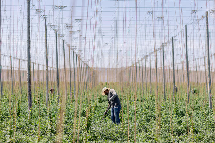 A field worker uproots weeds in between rows of hops on a farm near Sunnyside, Wash., on June 14, 2023.