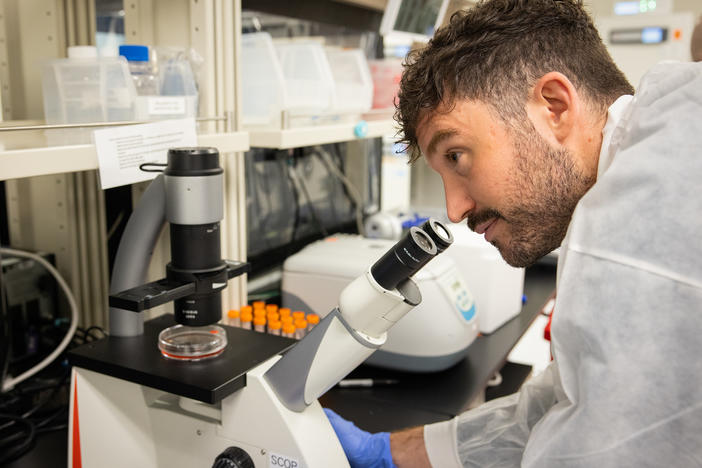 Conception's chief scientific officer, Pablo Hurtado, examines very early primordial germ cells under a microscope in a company lab in Berkeley, California.