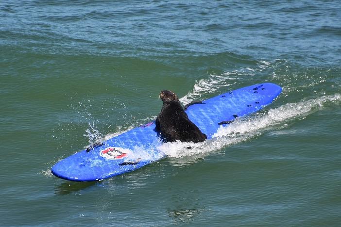 A southern otter in Santa Cruz, Calif., catches a wave after stealing a surfer's board.