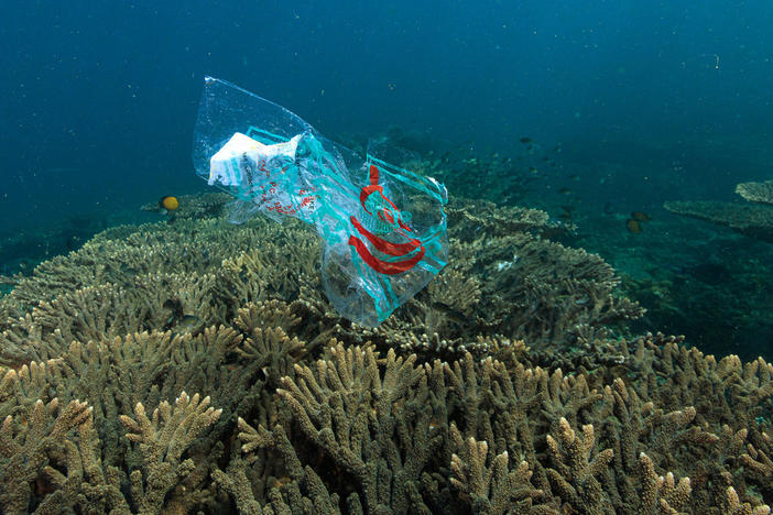 Researchers found that plastic debris sits atop almost 92% of the reefs they studied, including some of the most remote and uninhabited ones. Here in Oman, plastic floats past an otherwise healthy reef.