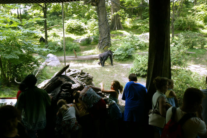 People look at a lowland gorillas at the Bronx Zoo's Congo Gorilla Forest exhibit on July 8, 2003, in New York City.