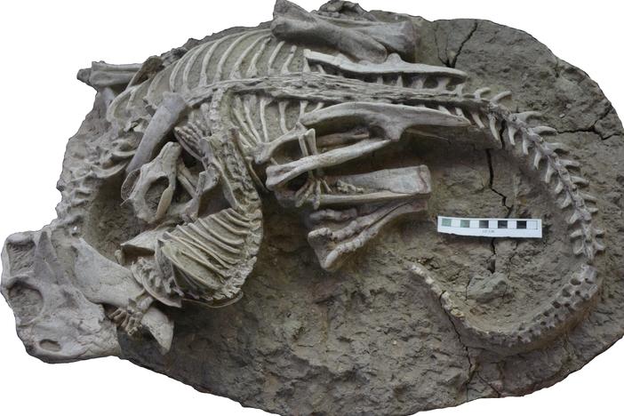Scientists have identified a fossil of an herbivorous dinosaur, <em>Psittacosaurus</em>, being bitten by a mammal, <em>Repenomamus</em>.