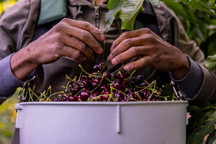 A worker harvests cherries in the early hours of the morning on a farm near Sunnyside, Wash., on June 14.