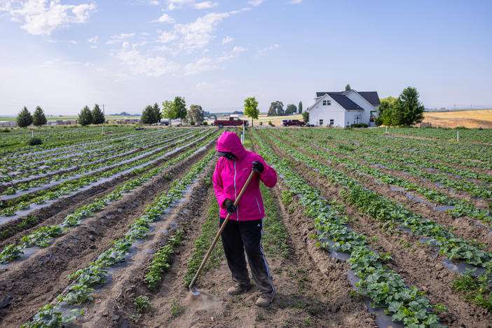 Patricia Mendoza says she was happy when she first heard that farmworkers would be eligible for overtime. She didn't anticipate that she would lose hours as a result of the new law.