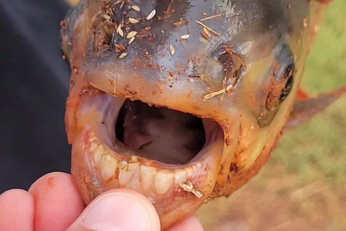 A pacu — a relative of the piranha, but with molar-like teeth — was caught in a neighborhood pond in Oklahoma.