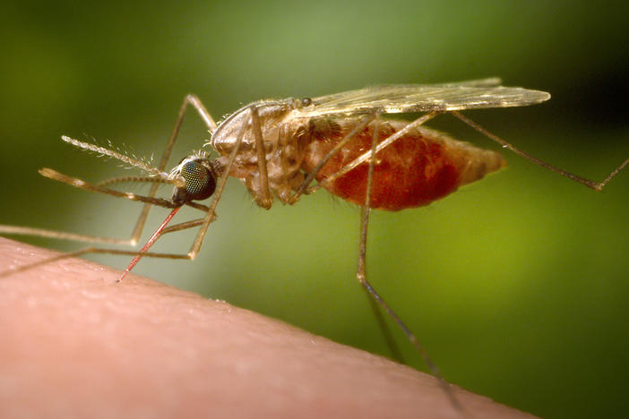 Mosquitoes spread malaria. Now researchers hope that a gene drive technology could turn them into malaria fighters. Although not every scientist thinks it's a good idea to genetically modify a wild animal.