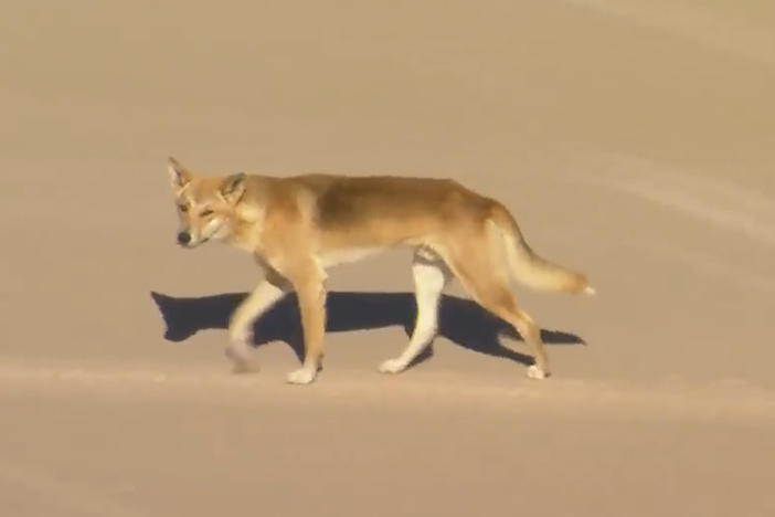 In this aerial image made from video, a dingo walks on beach on K'gari, formerly known as Fraser Island, Australia, on Monday, July 17, 2023.