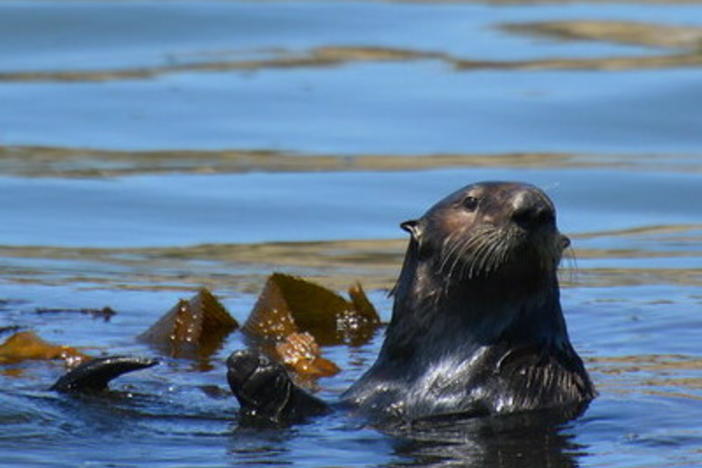 Otter 841 has successfully evaded capture in Santa Cruz, Calif., for more than a week, despite efforts by wildlife officials. The otter has been deemed a public health risk because of its concerning interactions with humans.