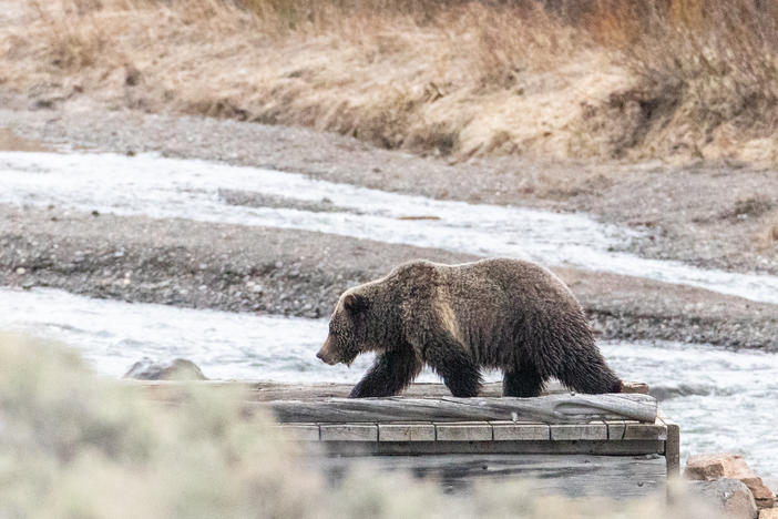 A woman was found dead on the Buttermilk Trail about eight miles outside of West Yellowstone, Mont., on Saturday. Investigators found grizzly bear tracks at the scene of what they believe was a bear encounter.