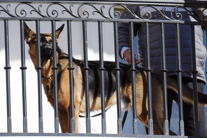 President Biden's dog Commander looks out from the balcony during the 2022 Thanksgiving turkey pardon ceremony. Secret Service records show the dog has bitten a number of agents, raising concerns.