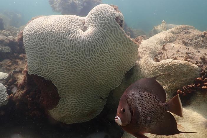 In this image provide by NOAA, a fish swims near coral showing signs of bleaching at Cheeca Rocks off the coast of Islamorada, Fla., on July 23.