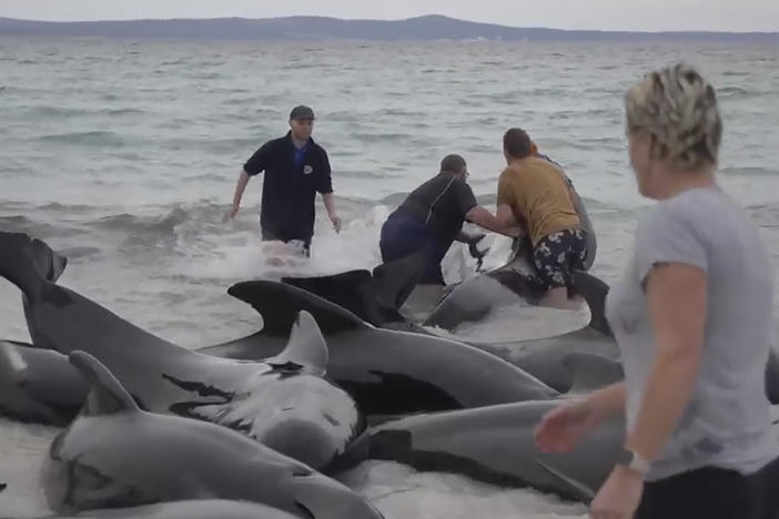 In this image from a video, rescuers try to help whales stranded on Cheynes Beach east of Albany, Australia Tuesday, July 25, 2023. (Australian Broadcasting Corp. via AP)
