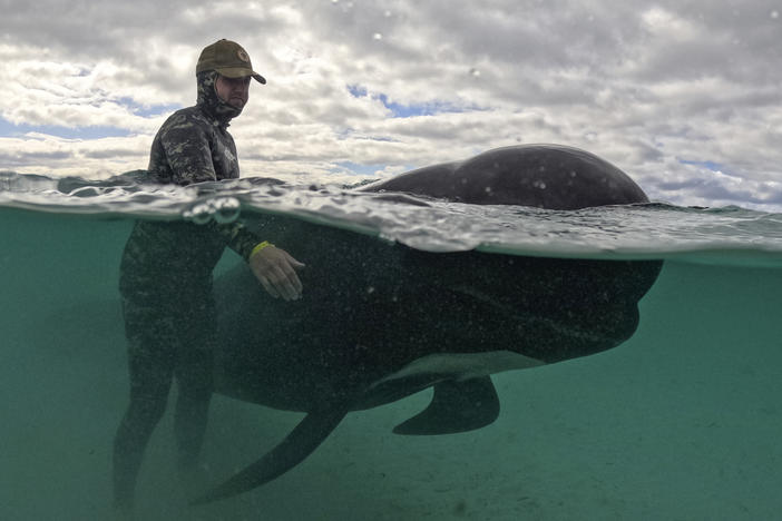 In this photo provided by the Department of Biodiversity, Conservation and Attractions, a rescuer tends to a long-finned pilot whale, Wednesday, July 26, 2023, after nearly 100 whales beached themselves at Cheynes Beach east of Albany, Australia.