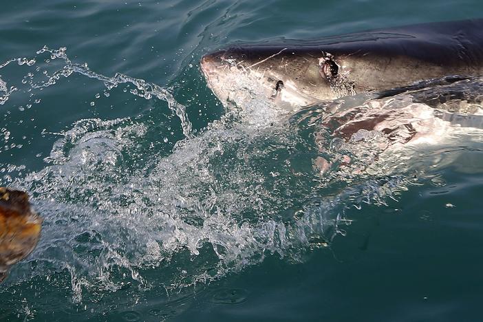 A great white shark tries to bite a fish head being trolled though the water as researchers chum the ocean looking for sharks off the coast of Gansbaai, South Africa, in 2016.
