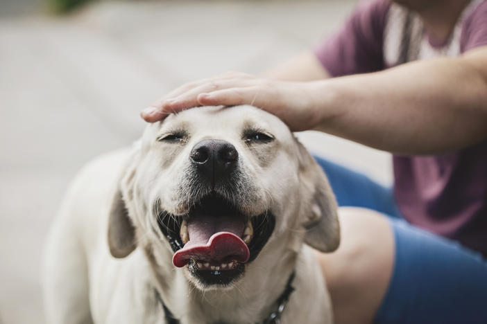 When humans interact with dogs, the feel-good hormone oxytocin increases — in the person and the dog.