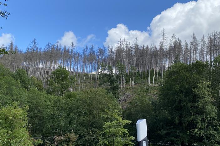 Dead trees in the forests of the Harz Region.