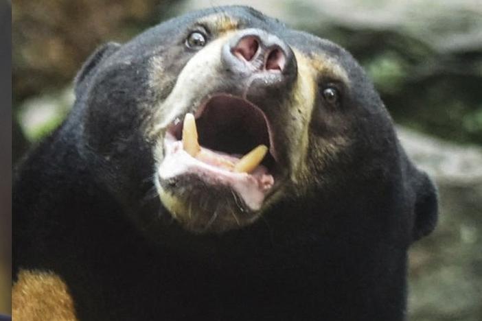 From left: Donald Trump, probably a bear, but can we really be sure?