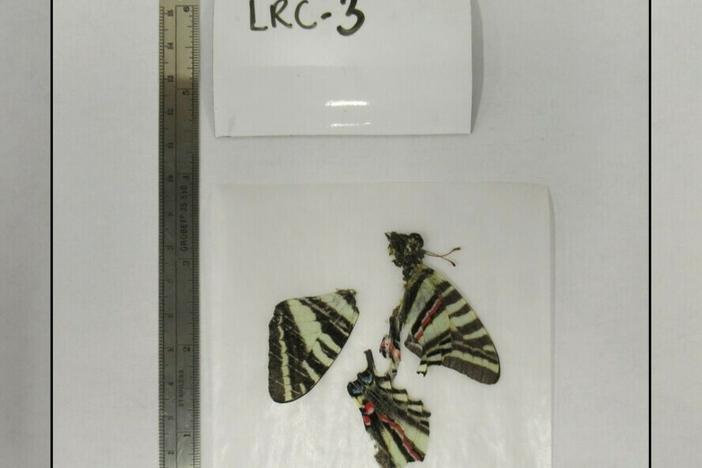 Three insect specimens are stored in a U.S. Geological Survey research lab in Kansas. They are part of the agency's Lepidoptera Research Collection. USGS is asking residents in six states to send in dead butterflies, moths and skippers so scientists can test them for contaminants.