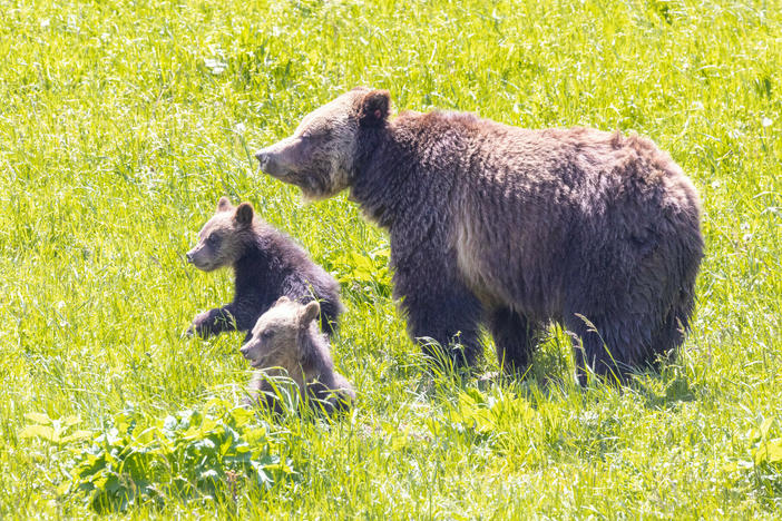 A grizzly sow and cubs forage along Obsidian Creek in Yellowstone National Park.