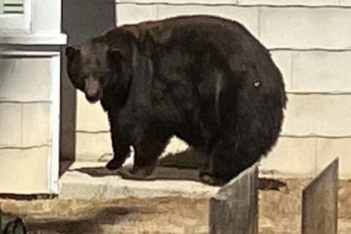 A large black bear known as 64F was captured by state authorities in the area around Lake Tahoe, Calif., on Friday after being responsible for at least 21 home break-ins.