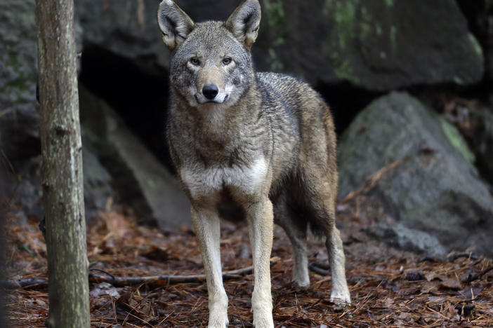 A female red wolf is shown in its habitat at the Museum of Life and Science in Durham, N.C.