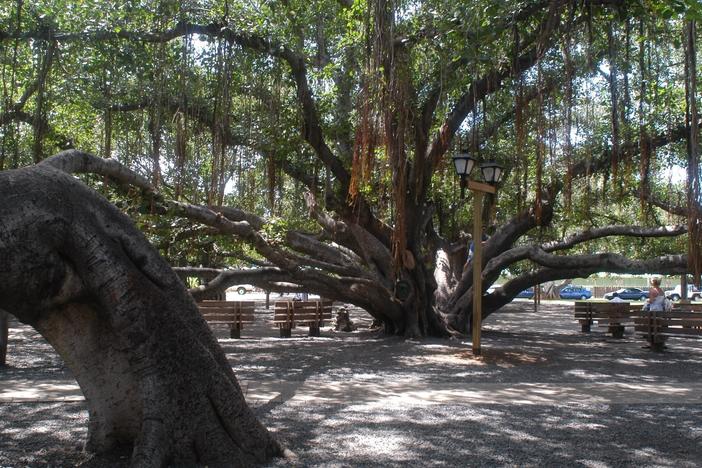 Lahaina's banyan tree has been an iconic part of the historic town center for 150 years. The tree is seen here in 2003.