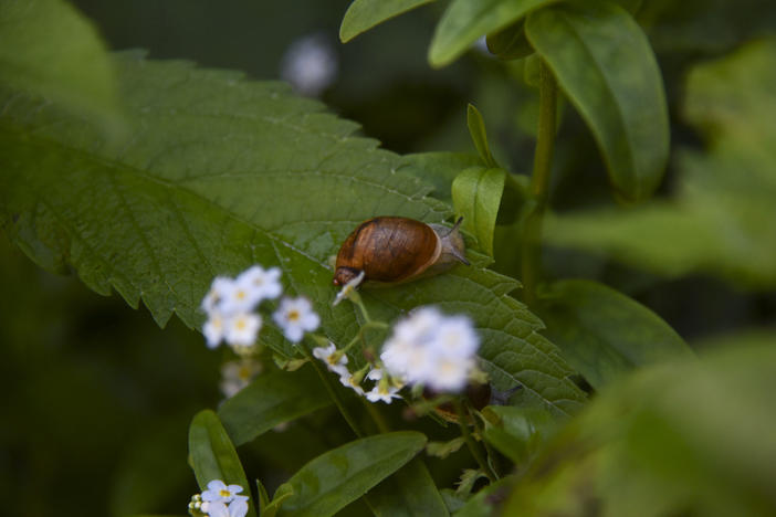 A Chittenango ovate amber snail moves about its new waterfall habitat after being released into the wild.