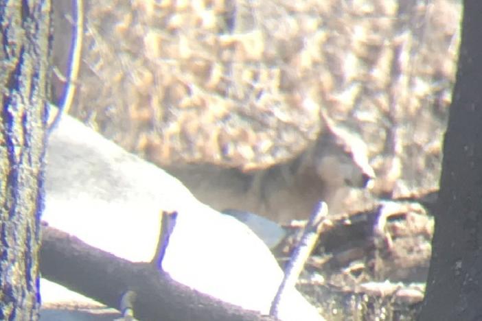 A gray wolf is seen in the Sequoia National Forest.