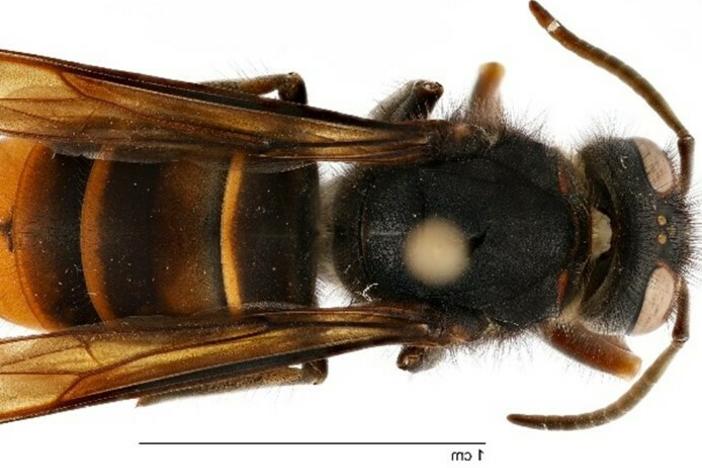 The yellow-legged hornet is a prolific predator of honey bees and other pollinators. Now it's been spotted alive in the wild in the U.S. for the first time.