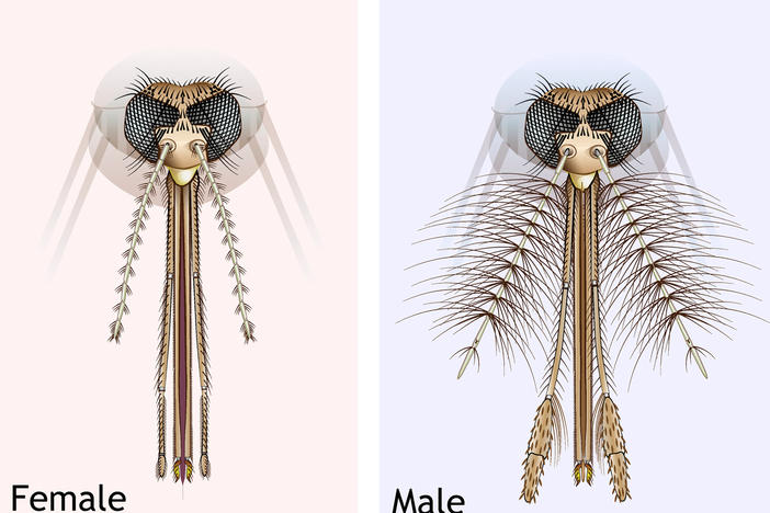 An illustration of the head and mouth parts of Anopheles sp. female and male mosquitoes. The hairs (or fibrillae) on the antenna of the male enable them to hear the buzz of females in a swarm.