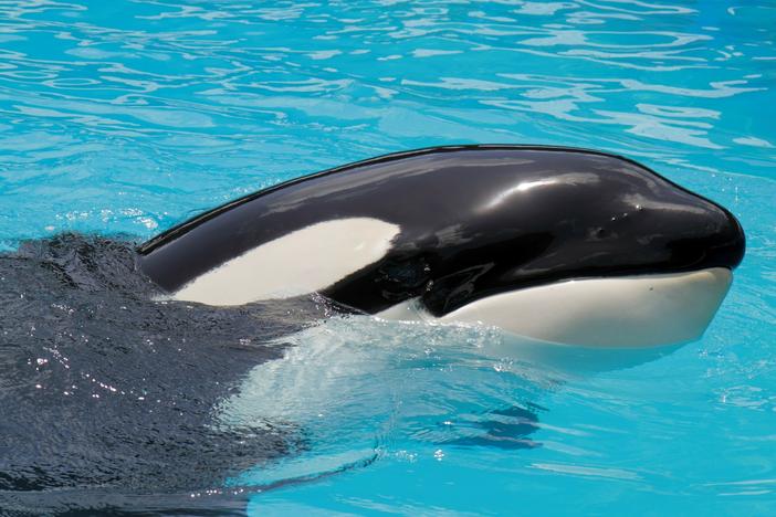 Lolita was captured in the Pacific coast near Seattle nearly 50 years ago at the age of 4.