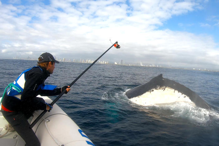 Marine scientists Jan-Olaf Meynecke attaches video-enabled tracking tags to humpback whales near Brisbane, Australia. While collecting data for a larger project on the whales' migration patterns and climate change, Meynecke and his colleagues discovered a new behavior they call "sand rolling."
