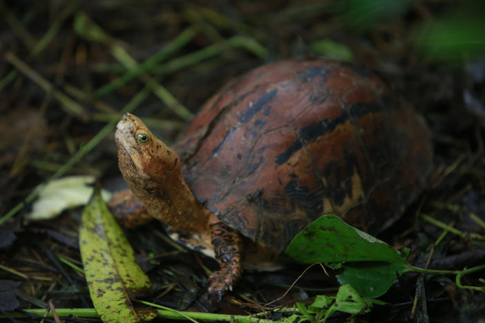 In this Aug 25, 2019 photo, a Southern Vietnamese box turtle (Cuora picturata) walks in its pen at a turtle sanctuary in Cuc Phuong national park in Ninh Binh province, Vietnam.