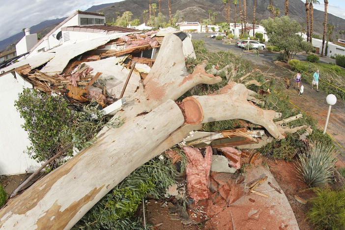 Mon., Aug. 21: Terry and Jack Flanigan walk their dogs past a eucalyptus tree that fell on a house in Palm Desert, Calif.