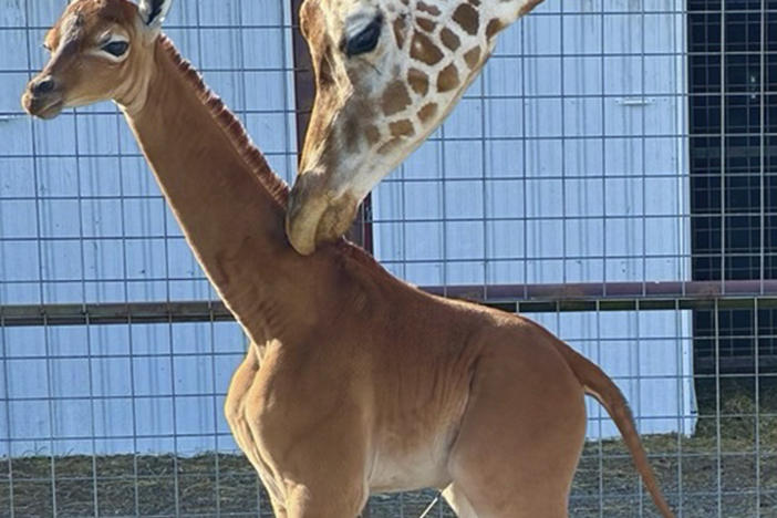 A reticulated giraffe was born without spots at Brights Zoo in northeastern Tennessee at the end of July. The zoo is asking the public to cast their vote on what to name her.