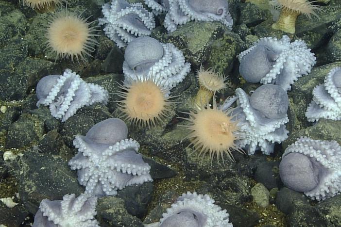 Researchers at the Monterey Bay Aquarium Research Institute studied female octopuses that nest together off Central California at a depth of about 3,200 meters.