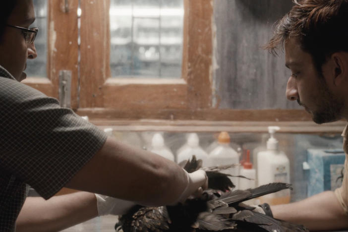 Mohammad Saud (left) is one of two bird-saving brothers profiled in the documentary <em>All The Breathes. </em>Above, he and his employee and friend Salik Rehman tend to an injured kite.