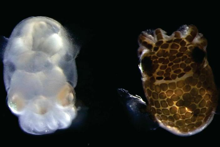 Scientists have engineered an albino squid that provides a window into the inner workings of the brain.