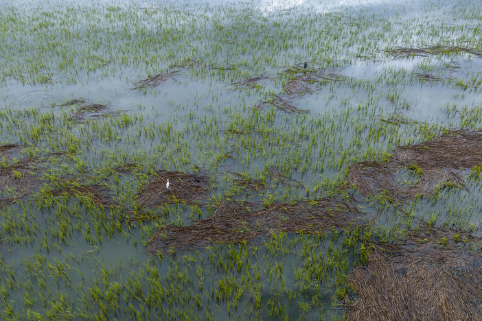 A snowy egret stands within the salt marsh at Station Creek Landing in St Helena, S.C., on July 10, 2023.