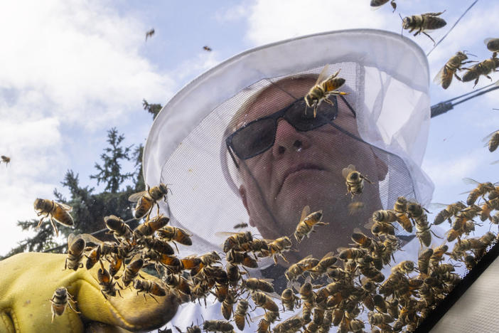 Beekeeper Mike Osborne uses his hand to look for the queen bee as he removes bees from a car after a truck carrying bee hives swerved, causing the hives to fall and release bees in Burlington, Ontario, on Wednesday, Aug. 30, 2023.