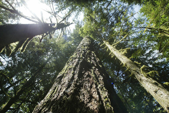 Old growth Douglas fir trees stand along the Salmon river Trail on the Mt. Hood National Forest outside Zigzag, Ore.
