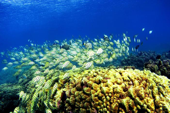 As oceans get hotter, scientists are looking for ways to safeguard coral species so they can be used to restore reefs in the future.
