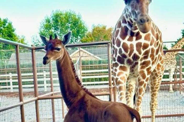 Kipekee, pictured at the Brights Zoo in Limestone, Tenn., is believed to be the only one of her kind on the planet.