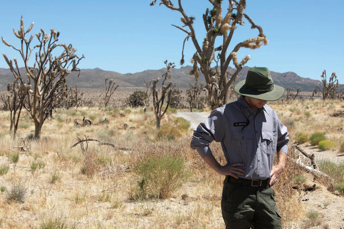 Mojave National Preserve technician Ryan McRae observes the remnants of the Dome Fire.