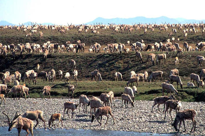 In this undated file photo provided by the U.S. Fish and Wildlife Service, caribou from the Porcupine caribou herd migrate onto the coastal plain of the Arctic National Wildlife Refuge in northeast Alaska.