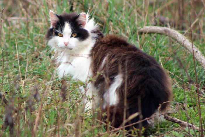 A feral cat hides in a wooded area near a beach parking lot at Jones Beach State Park in Wantagh, N.Y. The American Bird Conservancy sued the state parks department in 2016 to have the cats removed because they were a threat to the endangered piping plover and the cat colony was relocated to cat sanctuaries.