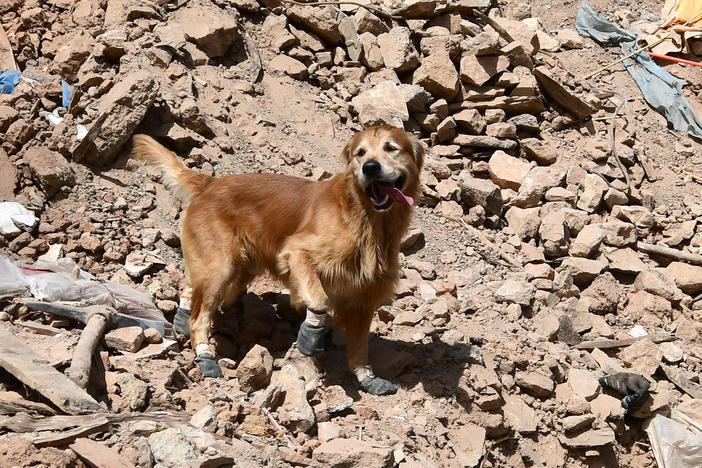 A golden retriever named Kilian is part of a Swedish rescue team in Morocco after the earthquake. He's a veteran of past disaster rescue missions and his handlers say he helped find 18 people alive under the rubble in Turkey earlier this year.