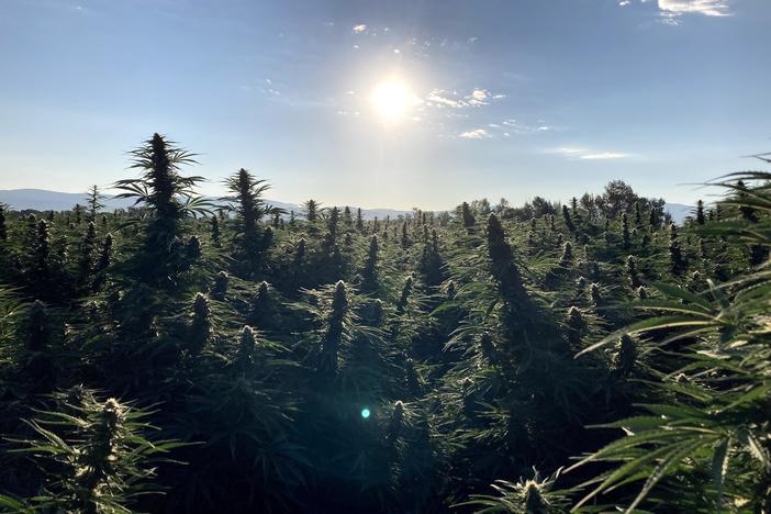 Typhoon Farma, which operates a hemp farm in Montrose, Colo., planted 70 acres of the cannabis plant this year.