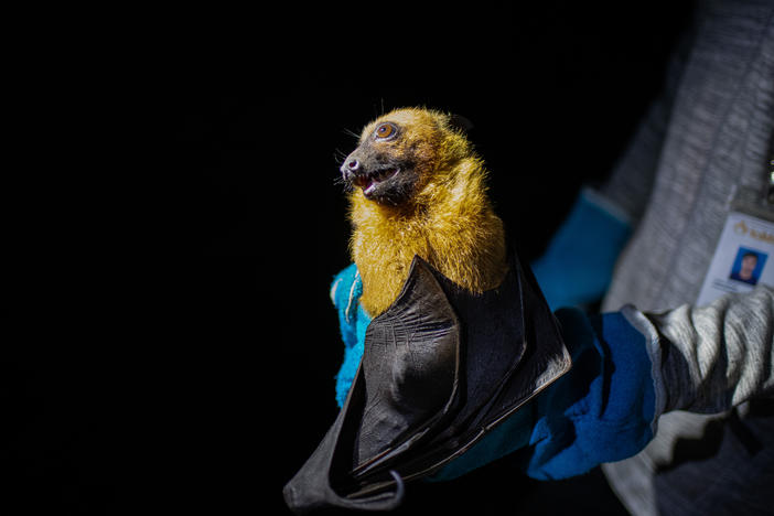 A field researcher holds a male bat that was trapped in an overhead net as part of an effort to find out how the animals pass Nipah virus to humans. The animal will be tested for the virus, examined and ultimately released.