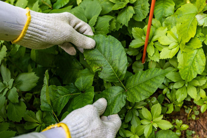 Pesky Pete Barron holds the leaves of poison ivy illustrating how it grows in clusters of three leaves.